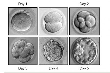 Image result for human embryo development 5 days